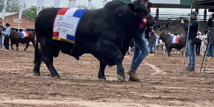 Ganadería: uno de los principales rubros de ingreso y generadores de empleo en Paraguay