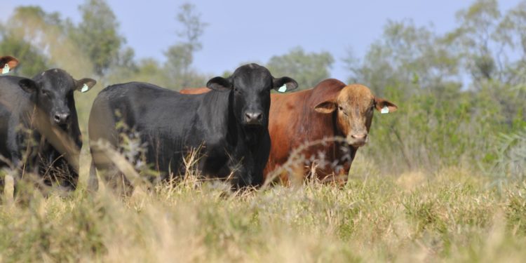 Ya quieren nuestra carne en Canadá, y ahora buscamos abrir mercado de México
