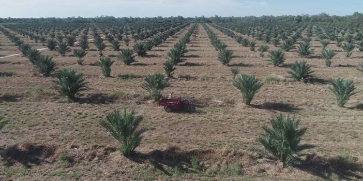 Dátiles Medjool en el Chaco, avanzan con preparación de más plantines