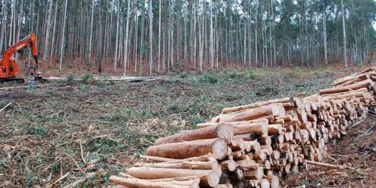 Líder forestal con US$ 4.000 millones para plantar plantas y hacer papel