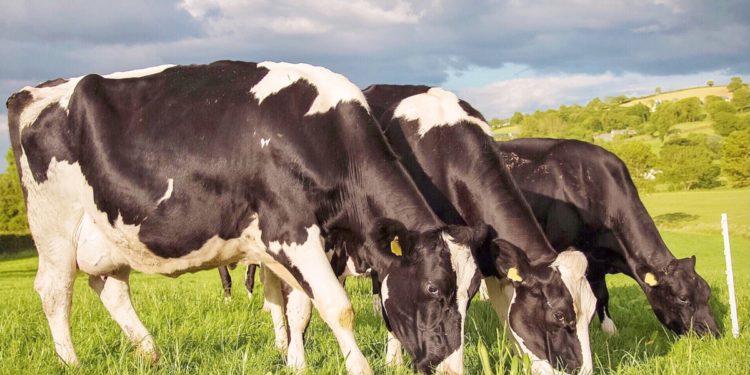 IA ya ayuda al bienestar de las vacas lecheras