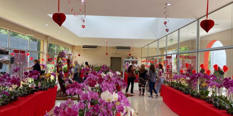 Orquídeas producidas por 200 madres: para miles de madres en su día Orquídeas producidas por 200 madres: para miles de madres en su día