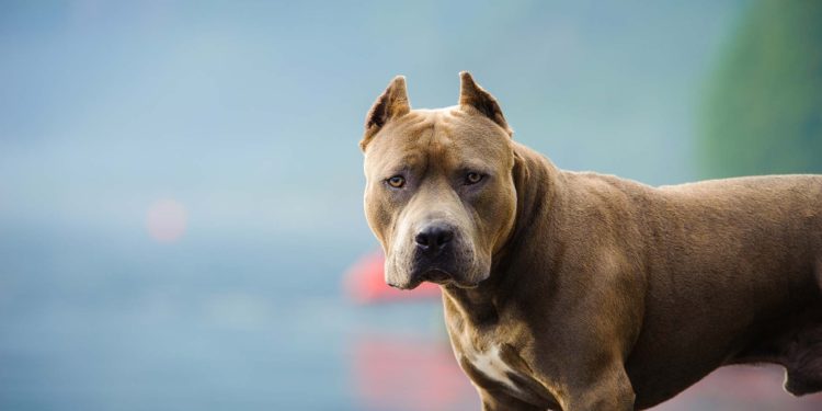 Senado rechazó iniciativa legal de Diputados sobre perros potencialmente peligrosos