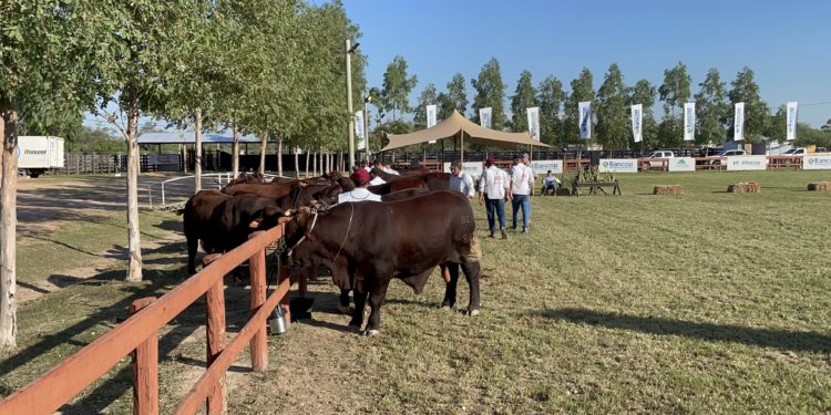 Paraguay será sede del 9no. Congreso Internacional de Reproducción Animal Paraguay será sede del 9no. Congreso Internacional de Reproducción Animal