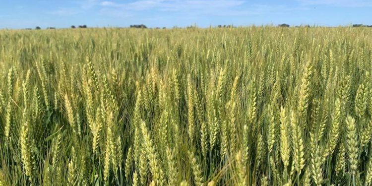 Culmina cosecha de trigo con muy buenos resultados Culmina cosecha de trigo con muy buenos resultados