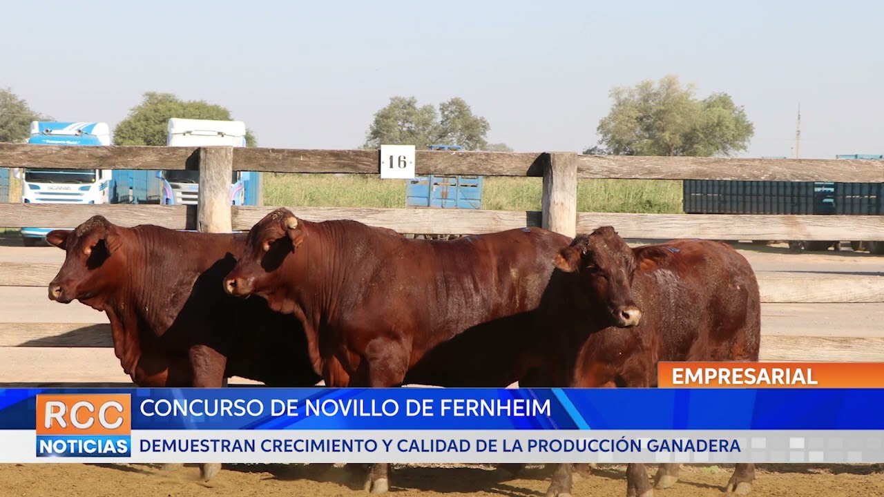 Fernheim eleva el estándar de la producción ganadera mediante concurso de novillo