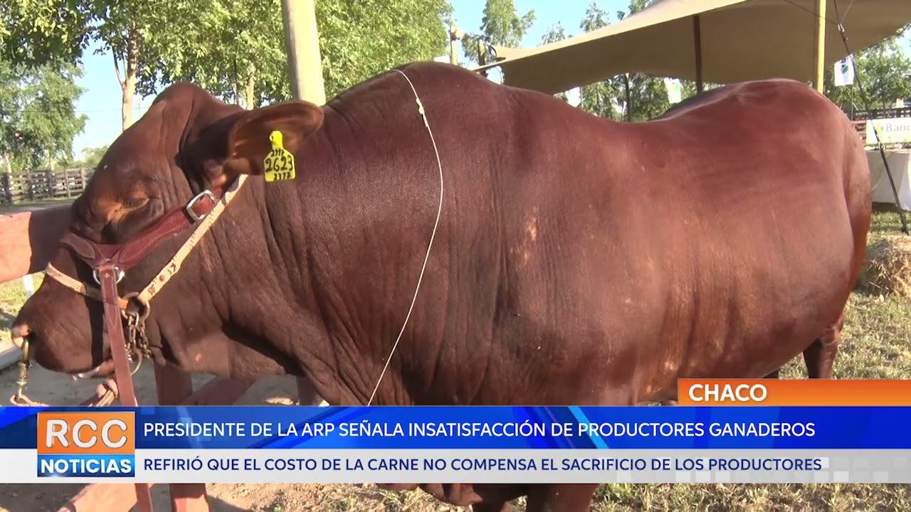 Video: Presidente de la ARP señala insatisfacción de productores ganaderos con los actuales precios