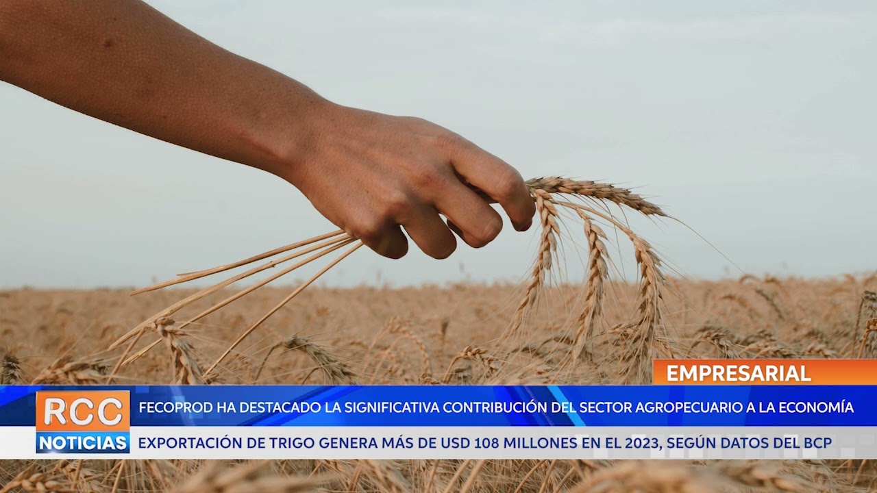 Video: Exportación de trigo genera más de USD 108 millones en el 2023, Según datos del BCP