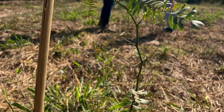 Nuevos plantines revitalizan el paisaje en el Chaco paraguayo