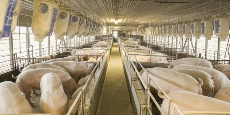 Carne porcina de Paraguay tiene un gran potencial en el mercado internacional