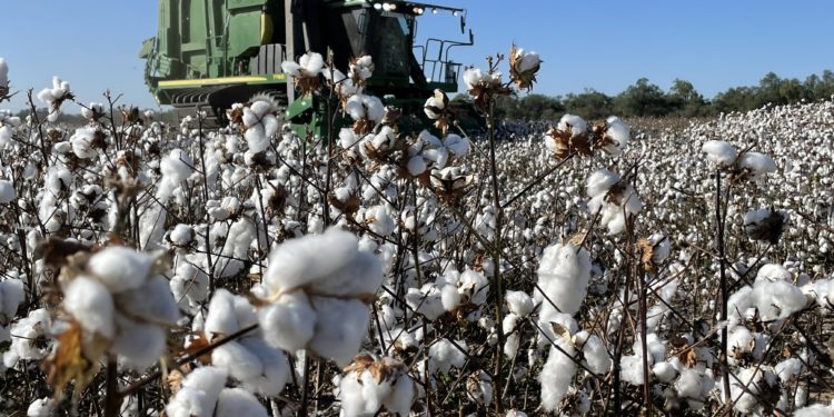 Algodón: este año menos producción que el año pasado en el Chaco