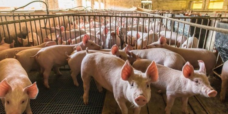 Se viene el tercer frigorífico porcino en Paraguay