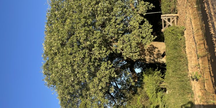 Se busca más Colosos Se busca más Colosos