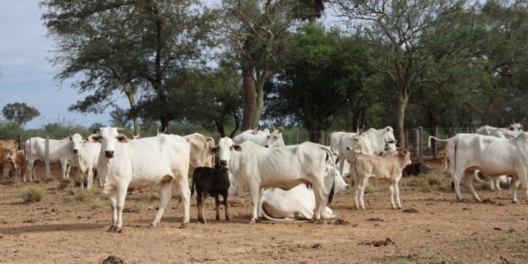 Ganaderos reclaman por los bajos precios de la carne a los frigoríficos