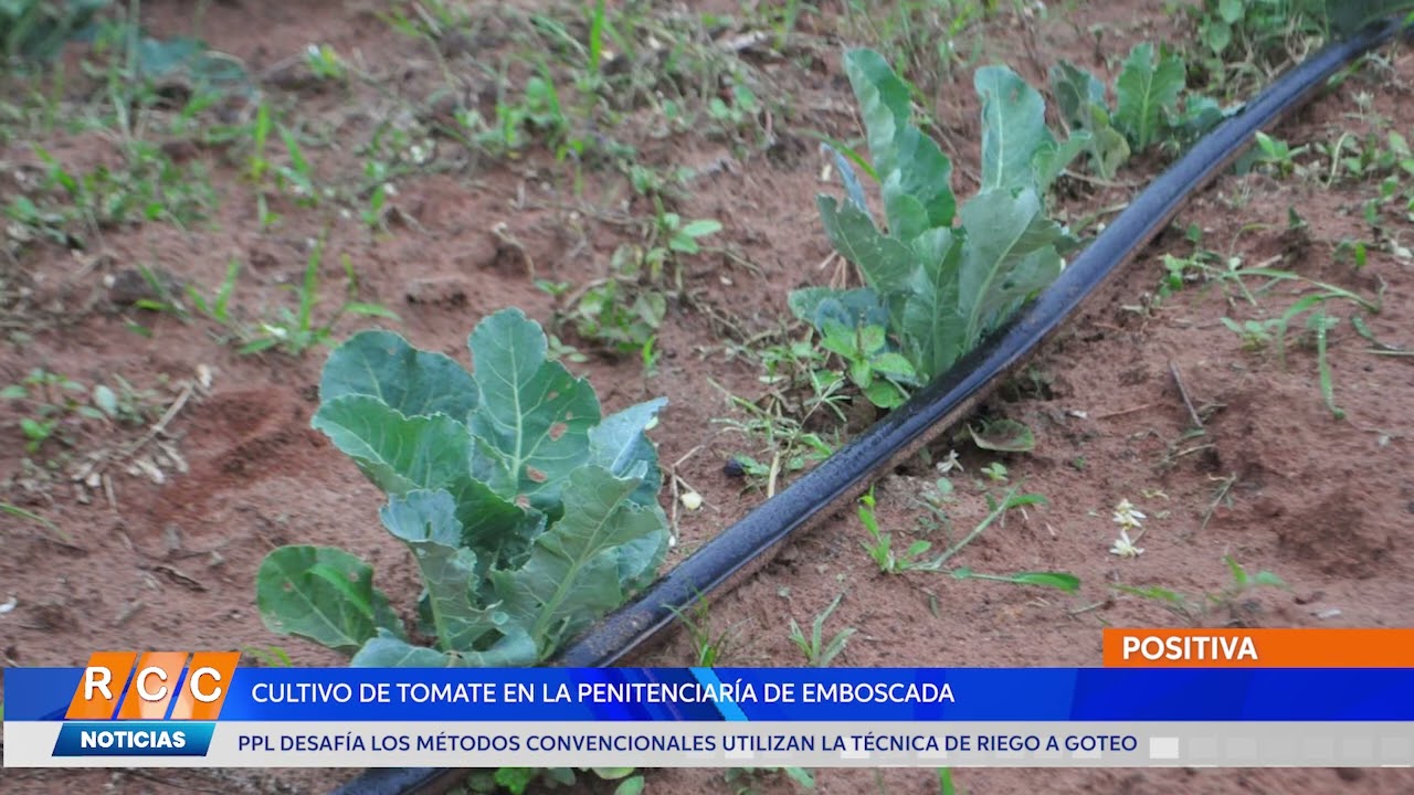 Video: PPL inicia cultivo de tomate con riego a goteo en la granja penitenciaria Ita Porã de Emboscada