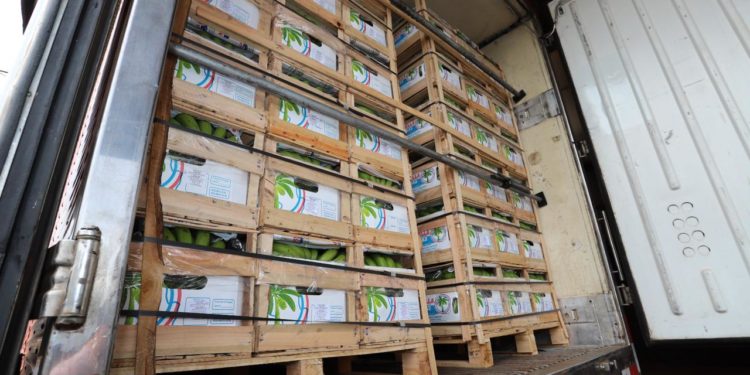 Bananas de Tembiaporá hacen su debut en el mercado brasilero