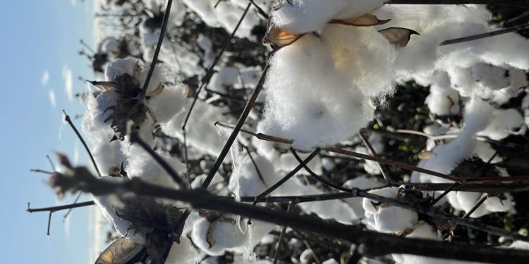 Se conquistaron 9 mercados para productos paraguayos en setiembre Se conquistaron 9 mercados para productos paraguayos en setiembre