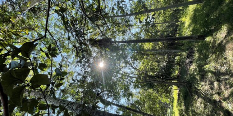 Se extiende el plazo de inscripción para los Colosos de la Tierra