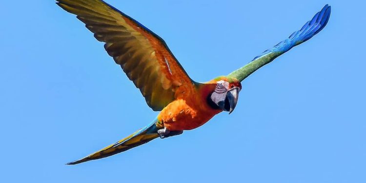 Unos 100 Guacamayos ya vuelan en libertad sobre el Gran Asunción Unos 100 Guacamayos ya vuelan en libertad sobre el Gran Asunción