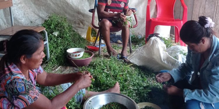 Frutos del bosque chaqueño van a la mesa con exquisitas mermeladas o condimentos.