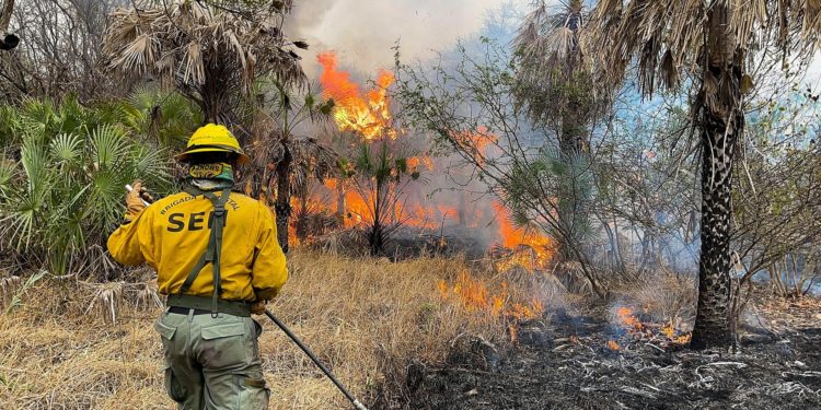 Ardua labor de brigadas forestales e instituciones para controlar focos de incendios en el Chaco