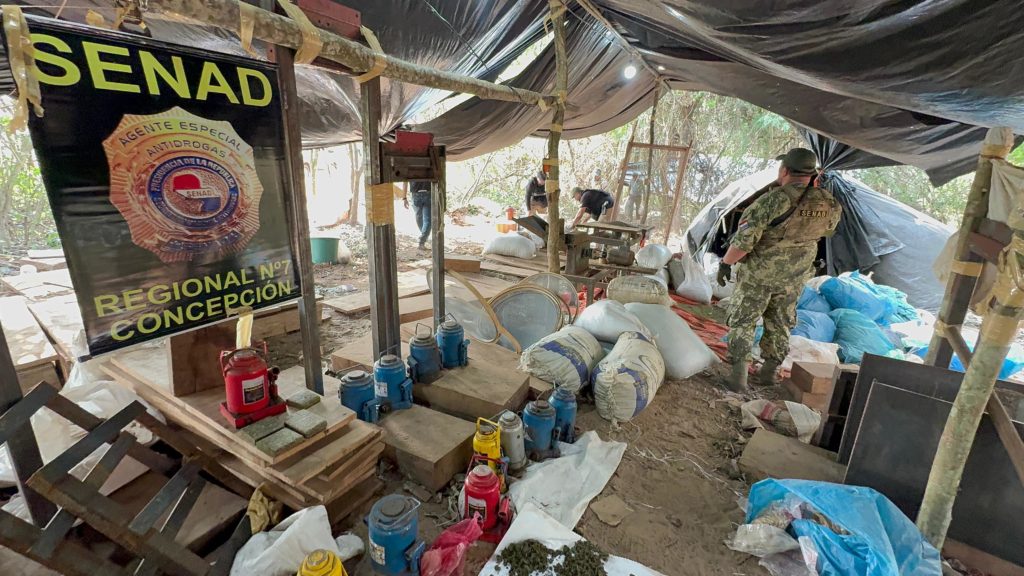 Desmantelan campamento de producción de marihuana en San Pedro Desmantelan campamento de producción de marihuana en San Pedro