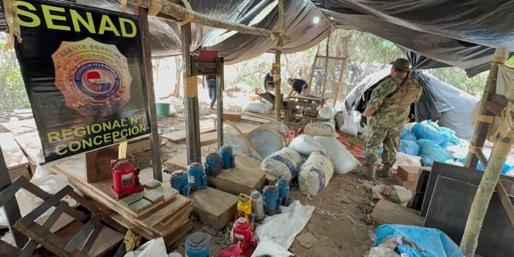 Desmantelan campamento de producción de marihuana en San Pedro Desmantelan campamento de producción de marihuana en San Pedro
