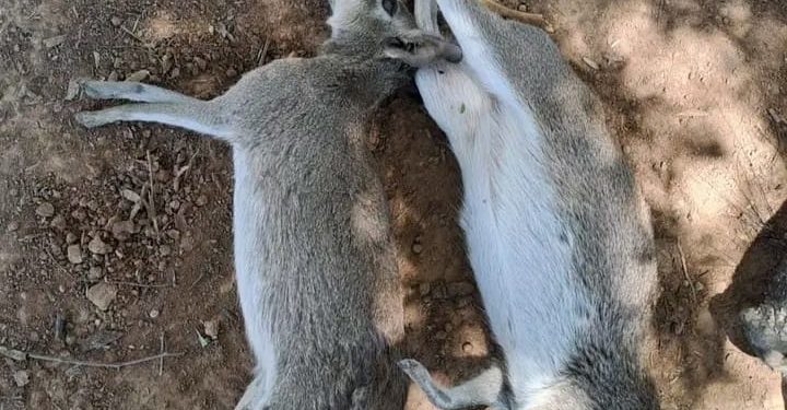 ¿Policías andaban de cacería? Grave denuncia en la Fiscalía ¿Policías andaban de cacería? Grave denuncia en la Fiscalía