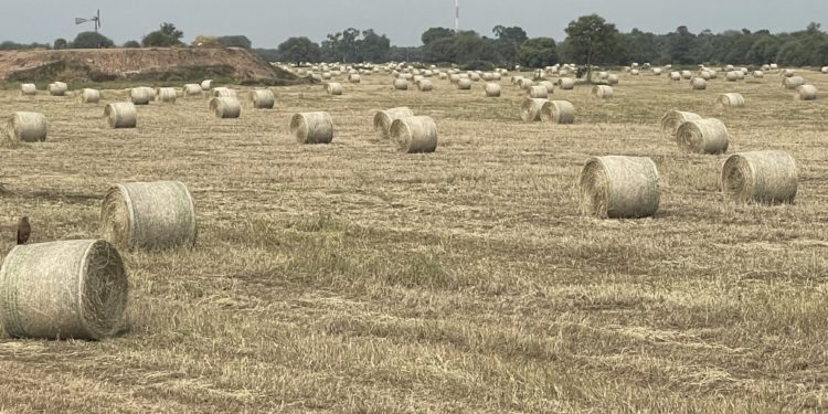 Este mes va la primer carga de Heno del Paraguay a Emiratos Árabes Unidos