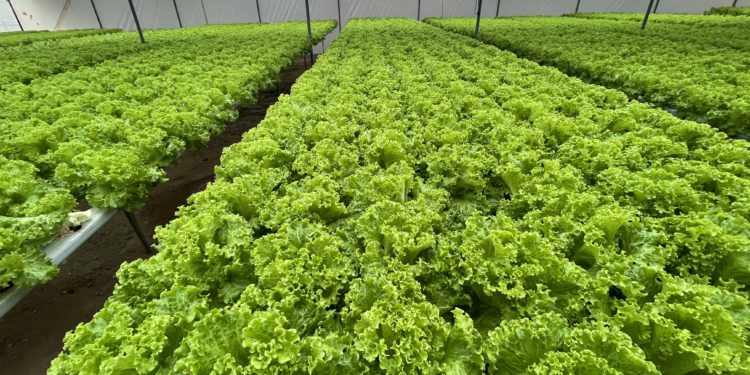 Producción de hortalizas con sistema de Hidroponía, se va ampliando en el Chaco. Producción de hortalizas con sistema de Hidroponía, se va ampliando en el Chaco.