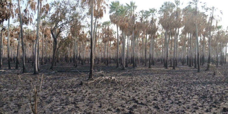 80 personas luchan contra incendios en Toro Pampa; en la última semana ya afectaron más de 50.000 hectáreas.