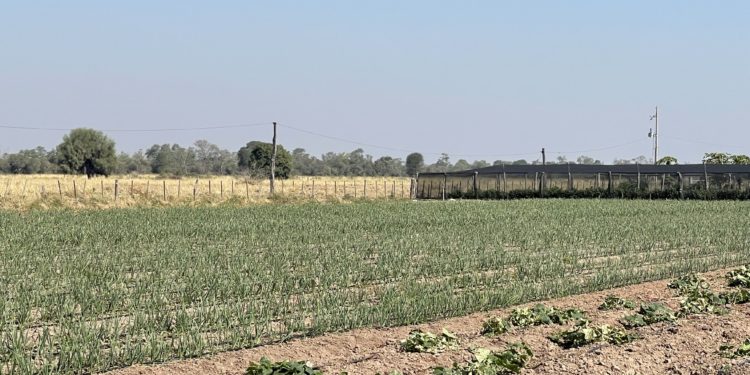 Hay gran futuro para rubros alternativos como el ajo en el Chaco Hay gran futuro para rubros alternativos como el ajo en el Chaco