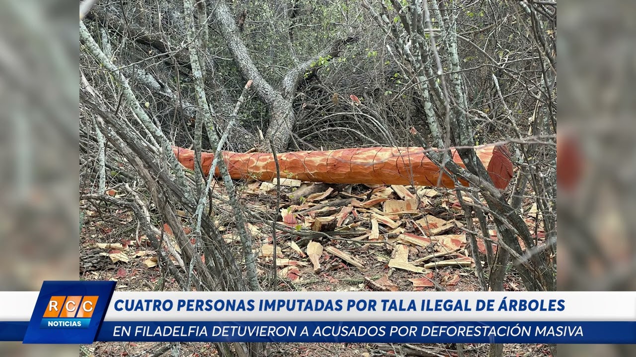 Video: Imputaron a cuatro ciudadanos por tala ilegal de bosques en Filadelfia