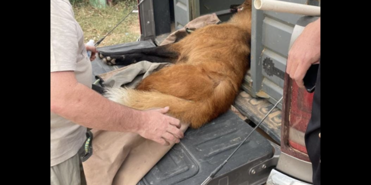 Aguará Guazú sorprendió en Loma Plata con su presencia