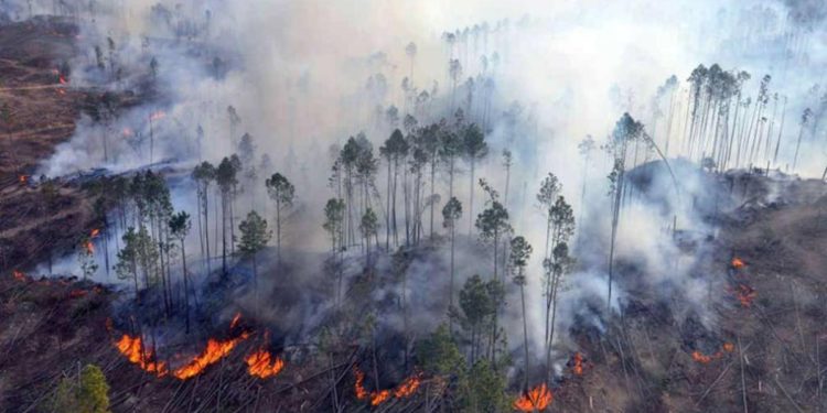Incendios forestales arrasan con miles de hectáreas en Paraguay