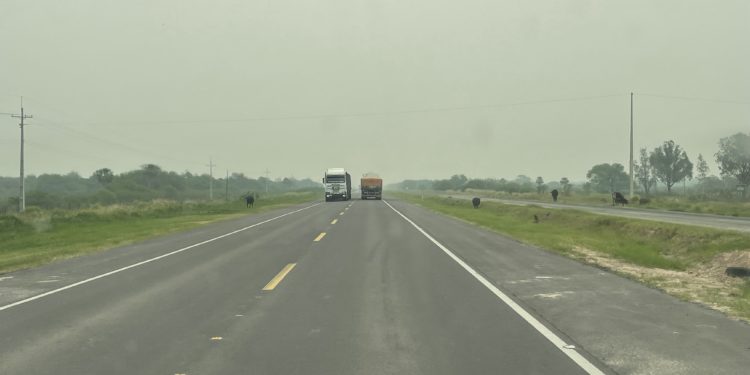 Peligrosa presencia de ganado sobre la ruta Transchaco Peligrosa presencia de ganado sobre la ruta Transchaco