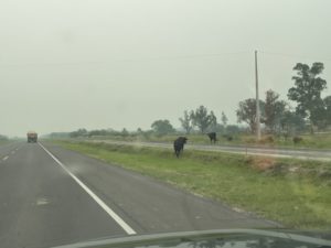 Ganado suelto sobre la ruta Traschaco el dia de hoy