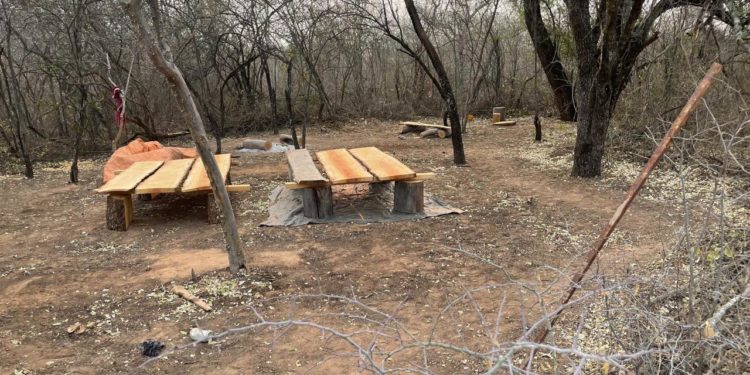 Imputaron a cuatro ciudadanos por tala ilegal de bosques en Filadelfia Imputaron a cuatro ciudadanos por tala ilegal de bosques en Filadelfia