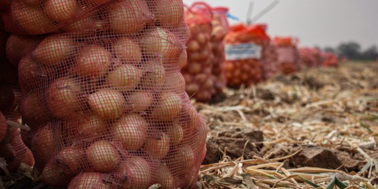 Fiesta de la Cebolla en Gral. Delgado, Itapúa, tuvo su Primera Edición