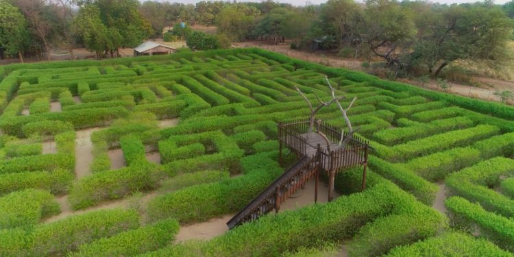 Laberinto Vegetal: único en su tipo en nuestro país, es uno de los sitios más visitados hoy día cerca de Filadelfia Laberinto Vegetal: único en su tipo en nuestro país, es uno de los sitios más visitados hoy día cerca de Filadelfia