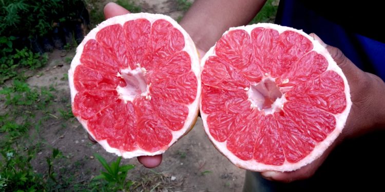 Se proyecta gran producción de pomelos rojos y rosados cerca de Mariscal Estigarribia