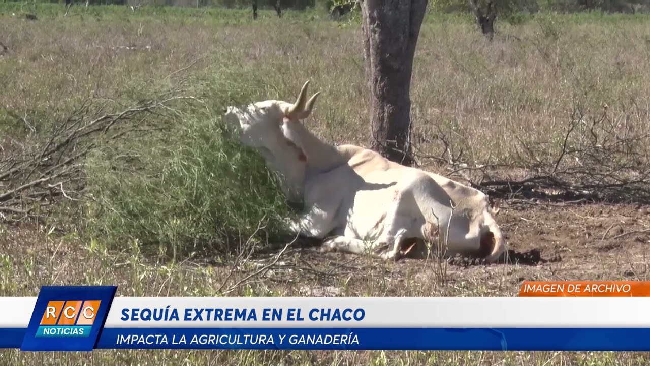 Video: Sequía extrema en el Chaco impacta la agricultura y ganadería