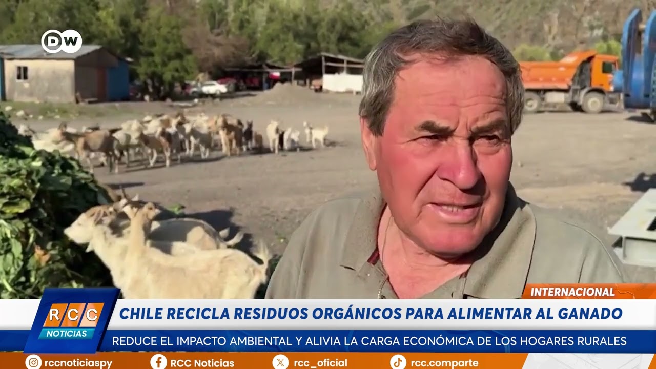 Video: Chile recicla residuos orgánicos para alimentar al ganado