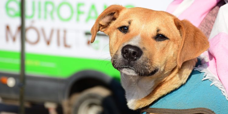 Animales más seguros: Proyecto busca reforzar penas contra autores de maltrato animal Animales más seguros: Proyecto busca reforzar penas contra autores de maltrato animal