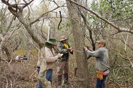MADES avanza en la conservación del Palo Santo en Alto Paraguay