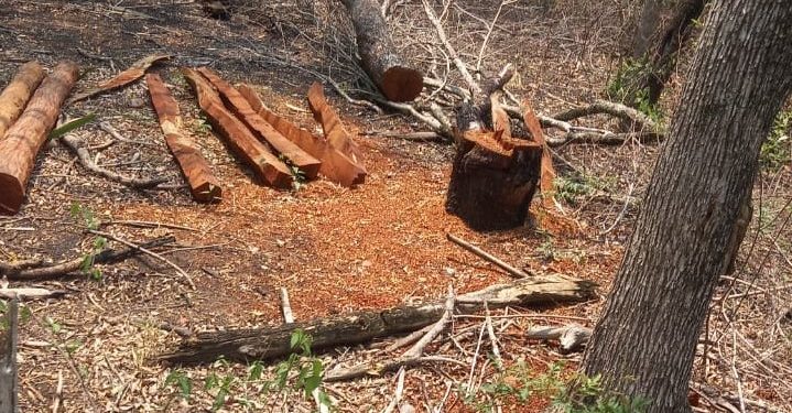 Otro nuevo caso de tala de especies nativas en el Chaco, más de 150 postes de árboles hallados Otro nuevo caso de tala de especies nativas en el Chaco, más de 150 postes de árboles hallados