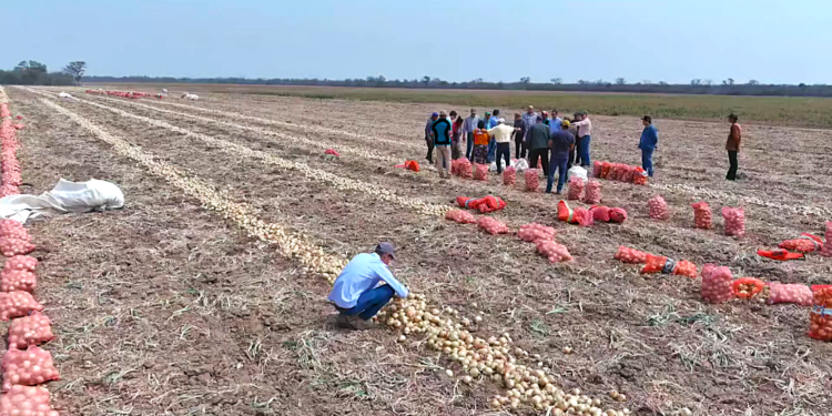 Cebolla chaqueña con pasaje a la Argentina Cebolla chaqueña con pasaje a la Argentina