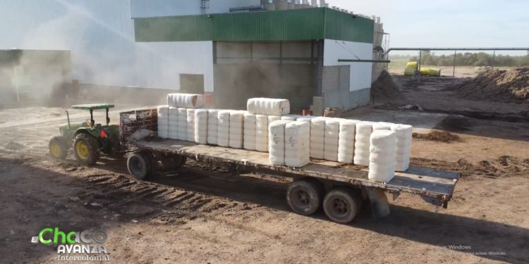 Cooperativa Chortitzer potencia la producción de algodón en el Chaco Central