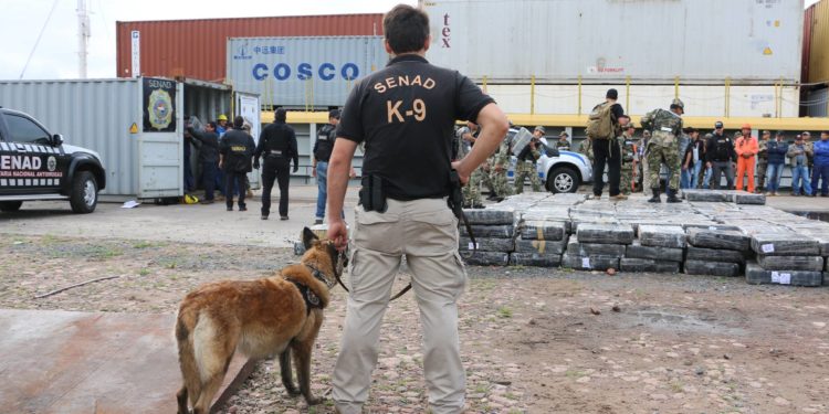 Cinco héroes de cuatro patas llegan para reforzar la lucha antidrogas de la Senad Cinco héroes de cuatro patas llegan para reforzar la lucha antidrogas de la Senad