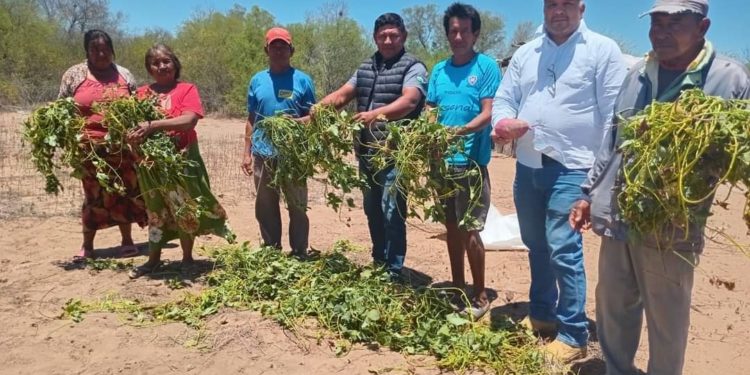 Municipalidad de Boquerón entregó semillas de batata a comunidades indígenas Municipalidad de Boquerón entregó semillas de batata a comunidades indígenas